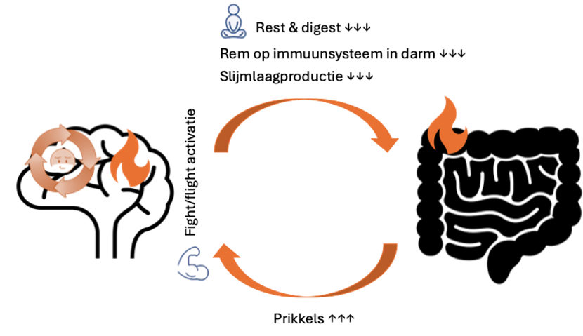 Correctie blz. 106 - Darm-hersen-as: prikkels gaan van darmen naar hersenen